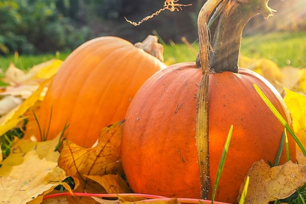 truth-about-pumpkin-article-image