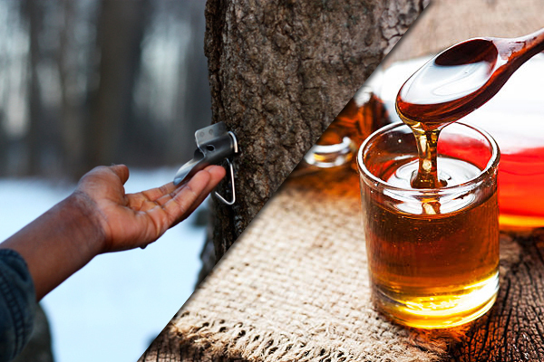 Sap to Syrup — How Real Maple Syrup is Made