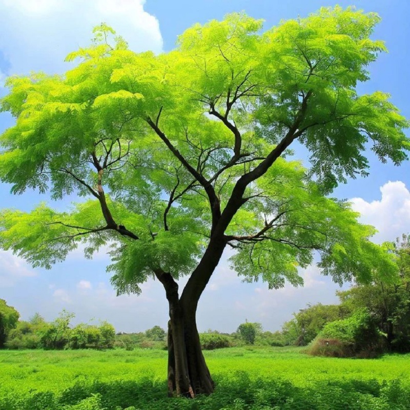 Moringa - Tree of Life